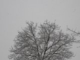 Bäume im Jahreszeitenwechsel-012.JPG